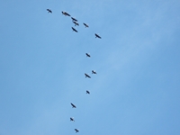 Alcantara_da_Mojo - Ardea_cinerea_30122011 163.jpg